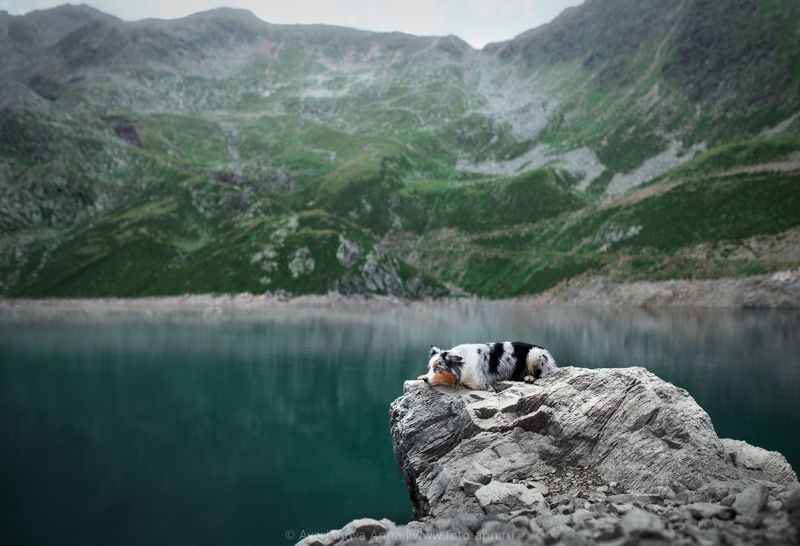 собака, природа, горы отдых фото превью