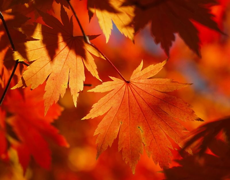 Autumn Seoul фото превью