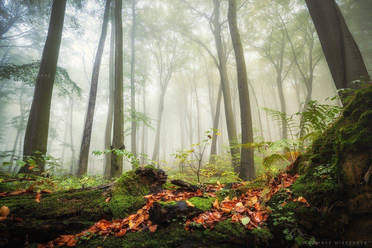 forest, poland, polish, landscape, mushroom, trees, light, awesome, shadows, fog, mist, beautiful, growing, Tomasz Wieczorek
