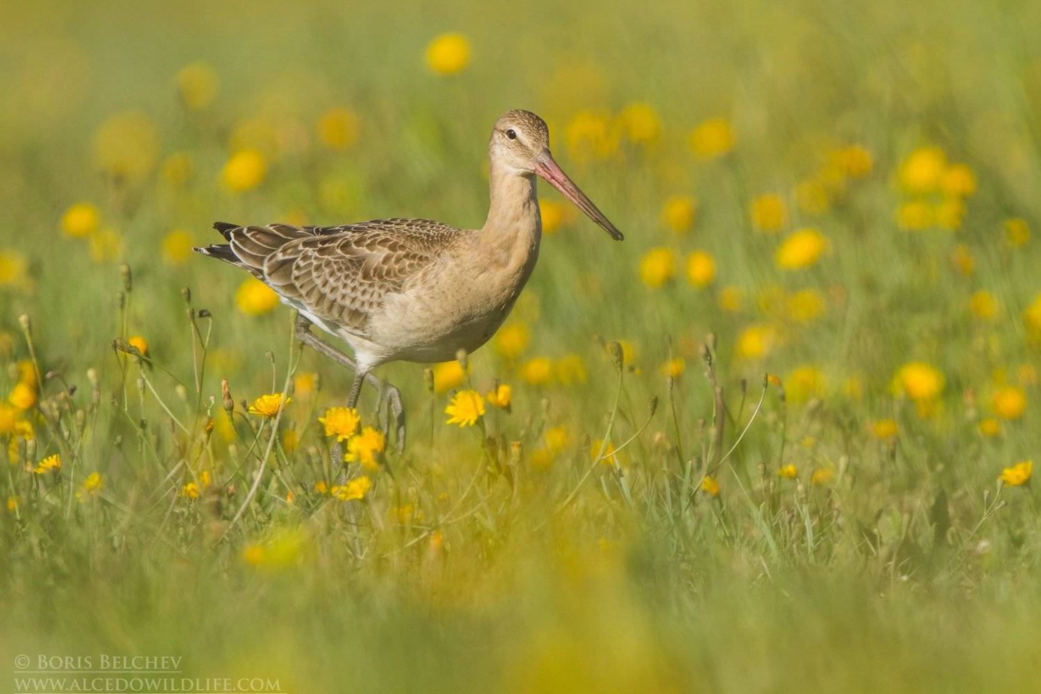 , Борис Белчев