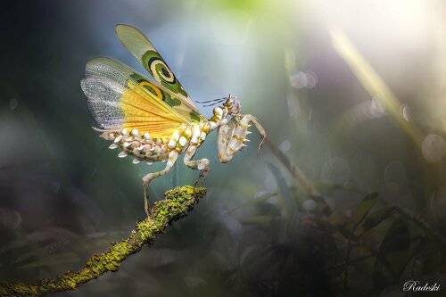 Mantide del fiore spinoso