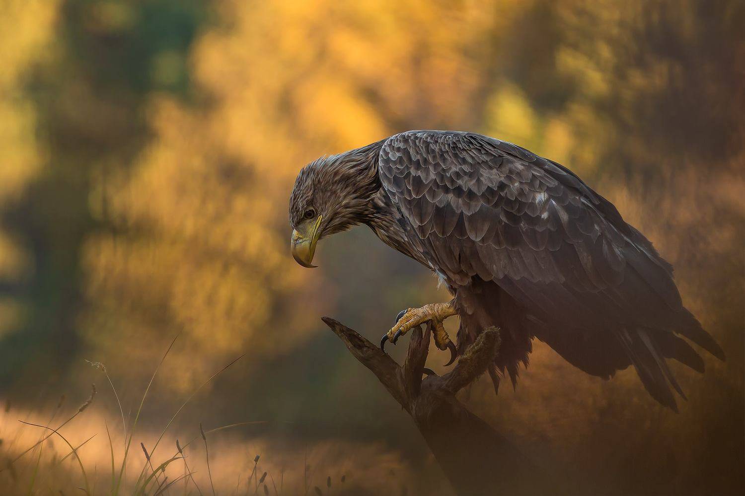 , Łukasz Sok&oacute;ł