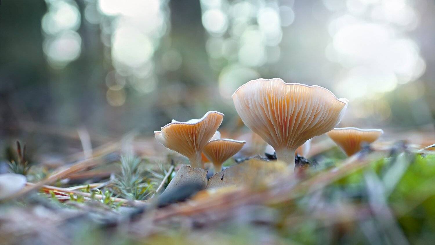 гриб,свет,блик,лес,мох,лист,ветки,цвет, Юрий Котов