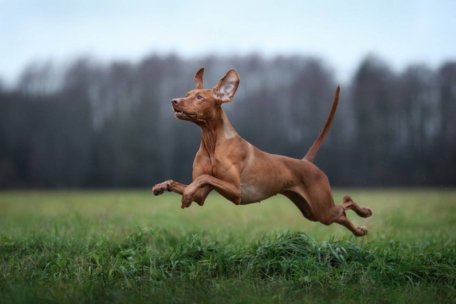 , Надежда Иванова