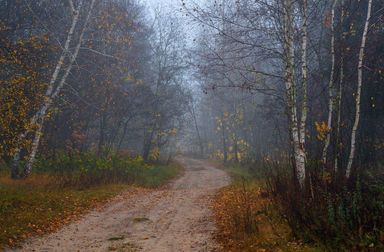 лес, осень, ноябрь, туман, Галанзовская Оксана