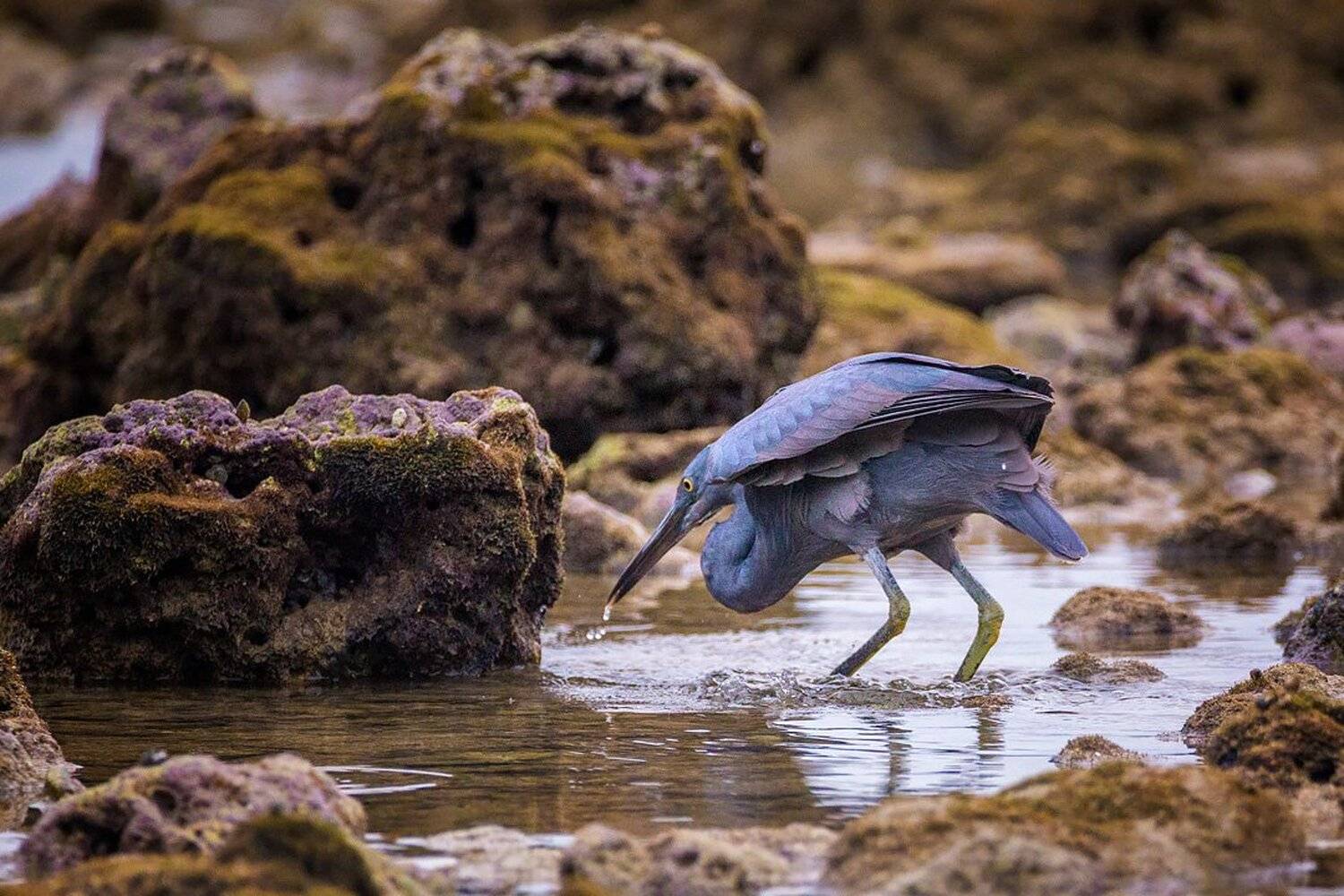 цапля,охотник,птица,животные, Станислав Аристов