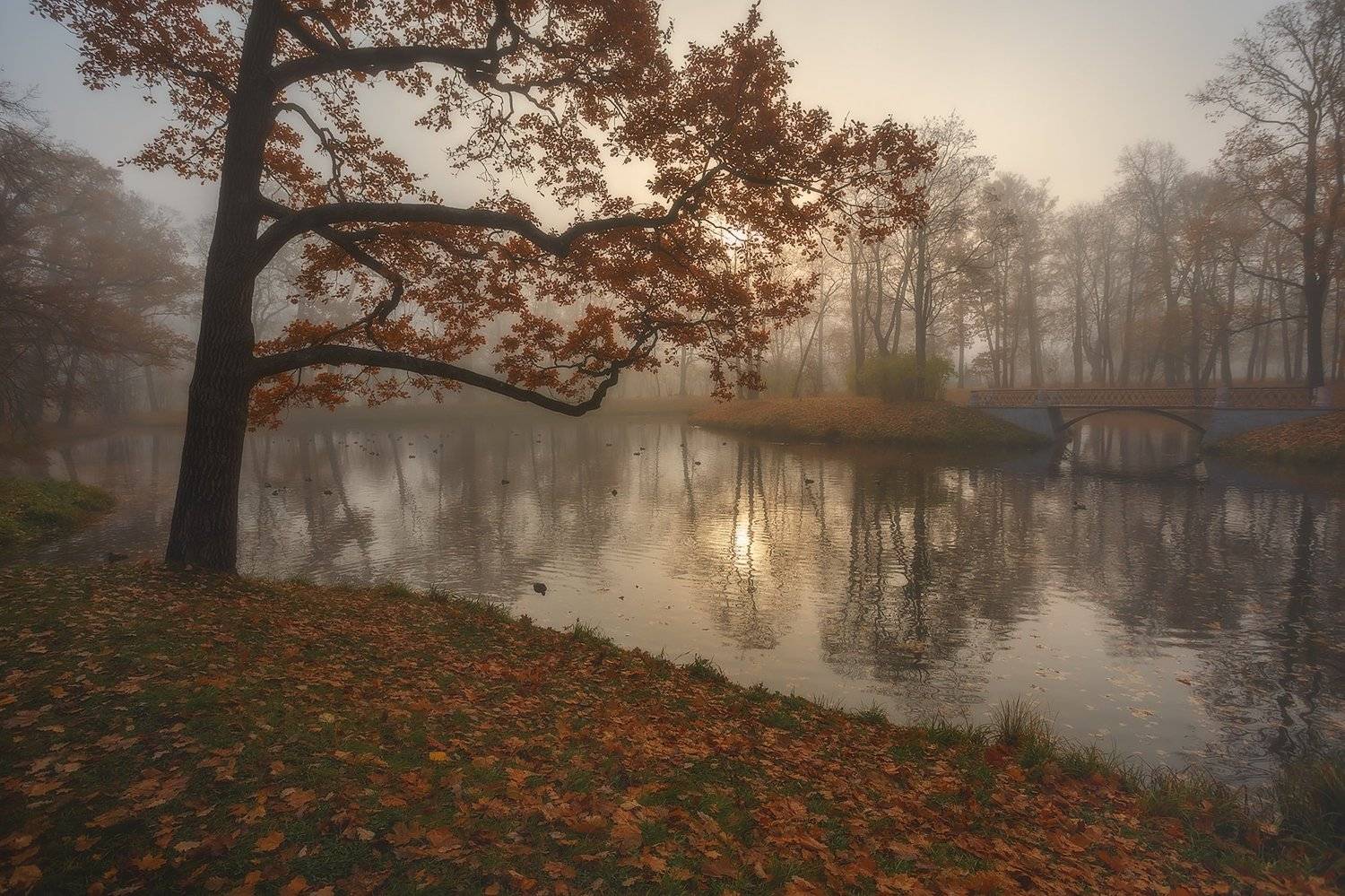 питер, царское, царское село, александровский парк, пушкин, landscape, tsarskoyeselo, autumn,  городской пейзаж, санкт-петербург, Таня SHE (Aiya)