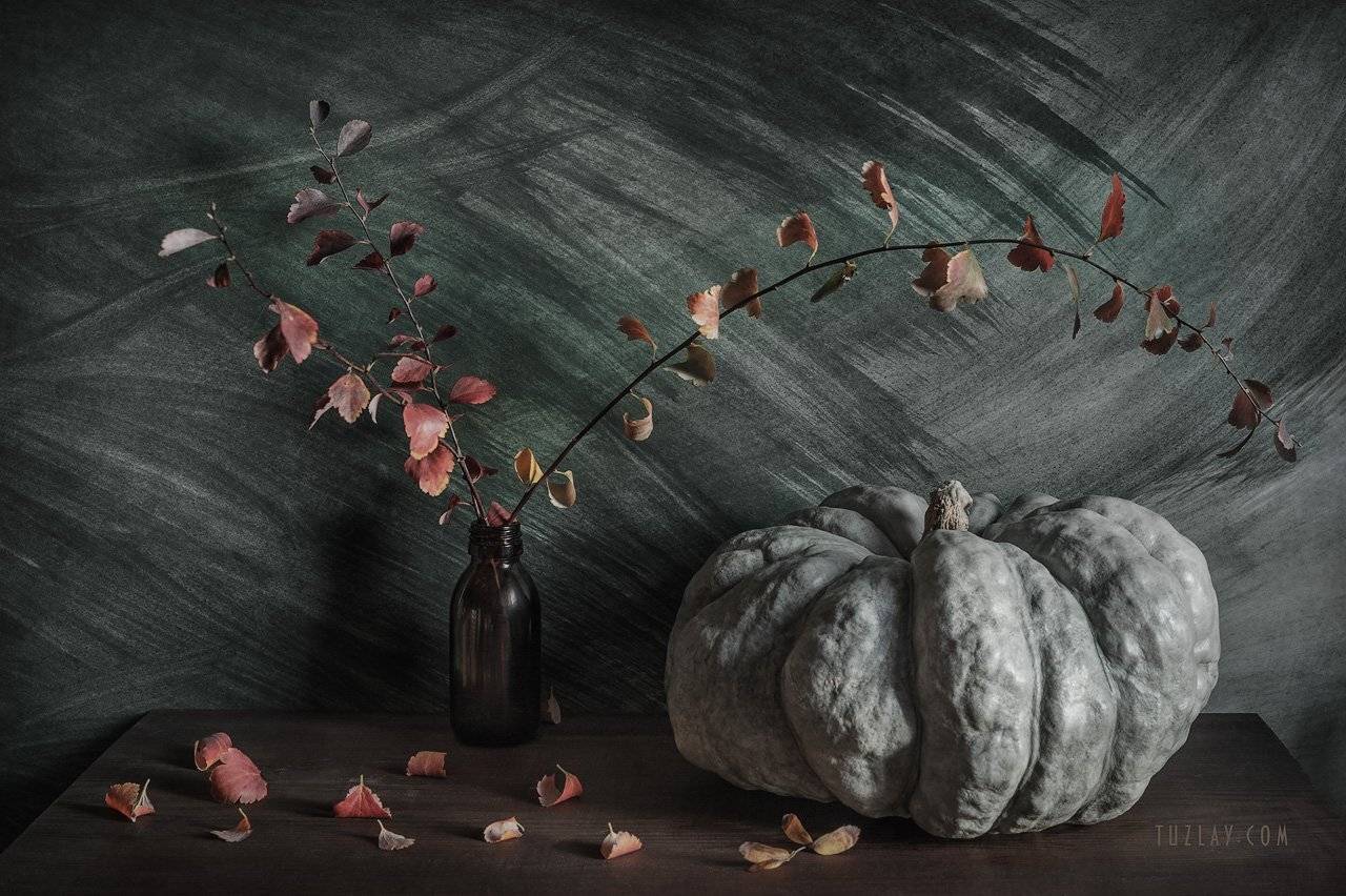 спирея, осень, спирея в ноябре, тыква, Владимир Тузлай