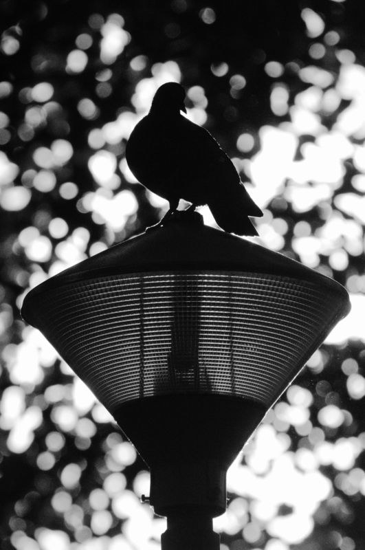 Силуэт фото превью