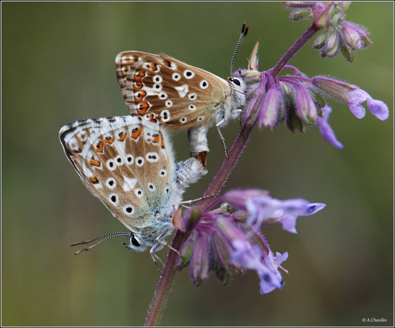 голубянки,коридоны,спаривание,парочка, Александр Чувилин