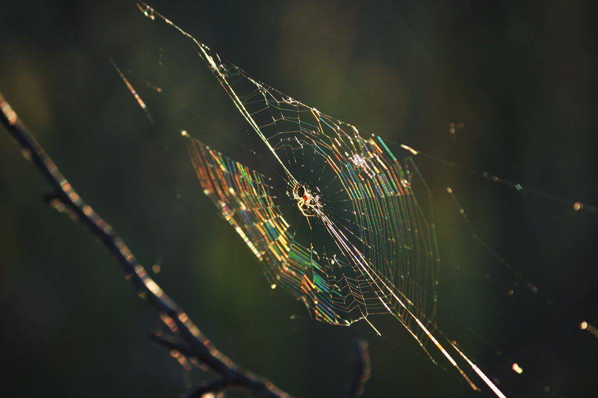 moment, момент, beautiful, красивый, beauty of nature, красота природы, canon 55-250, spider, паук, spiderweb, паутина, rainbow, радужная,, Наталья Терентьева