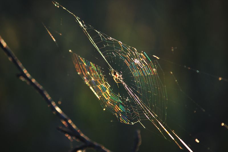 moment, момент, beautiful, красивый, beauty of nature, красота природы, canon 55-250, spider, паук, spiderweb, паутина, rainbow, радужная, Строитель радужных чудес. фото превью