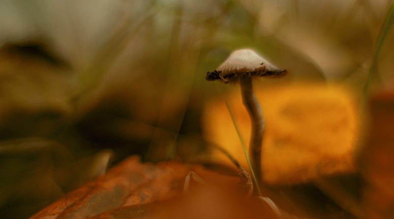 природа,осень,беларусь,лес Акварель на длинной ножке. фото превью
