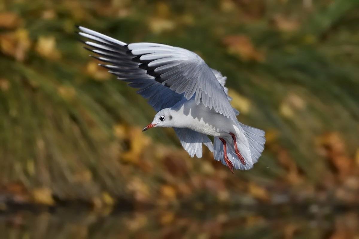 птицы birds, Jaroslav Mego