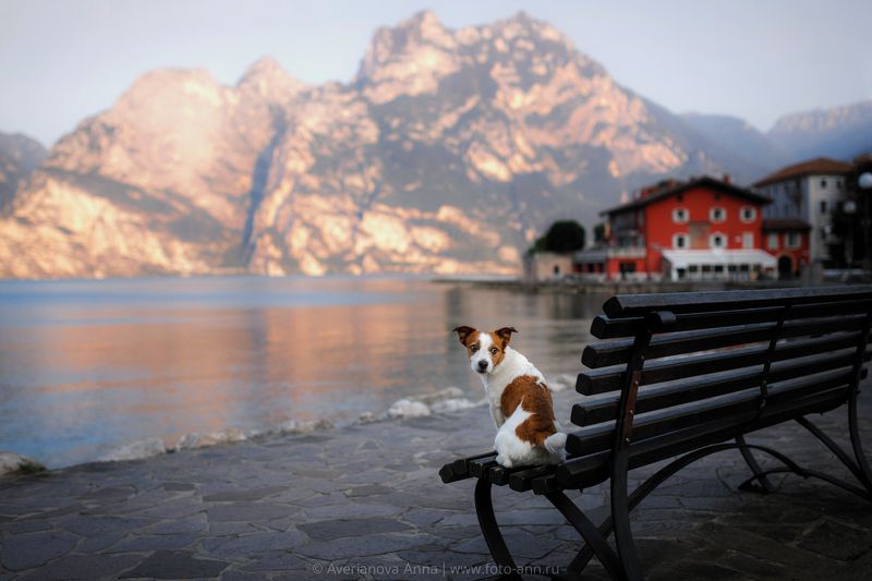 собака, горы, озеро  фото превью