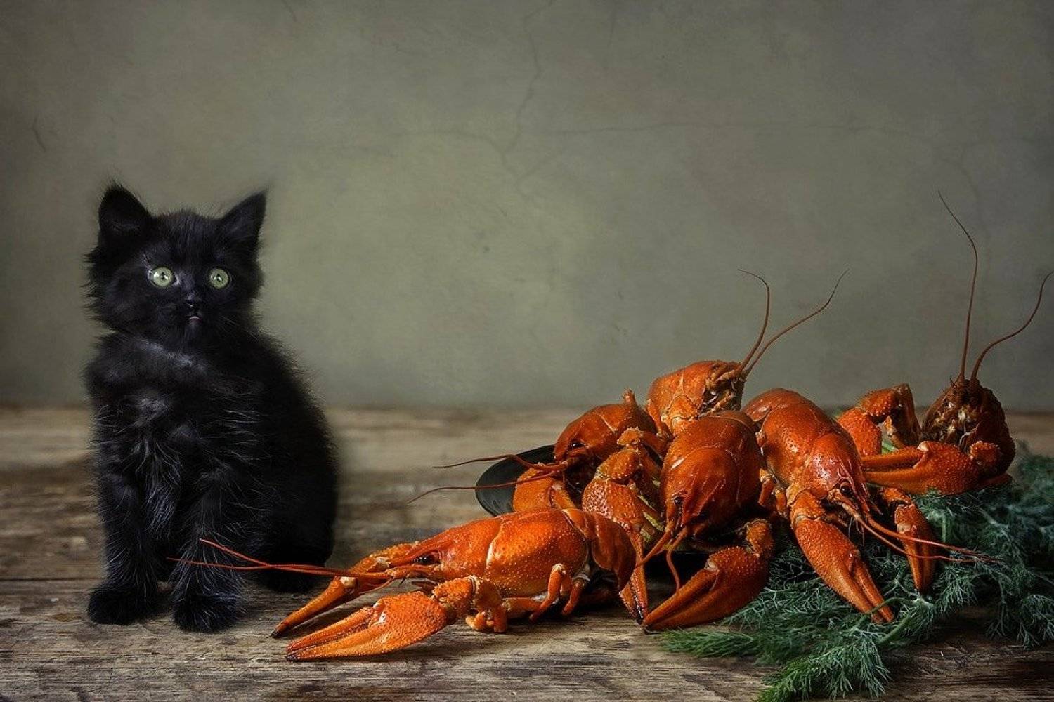 животные, домашние животные, кошки, котята, натюрморт, раки, маленький черный котенок, Ирина Приходько