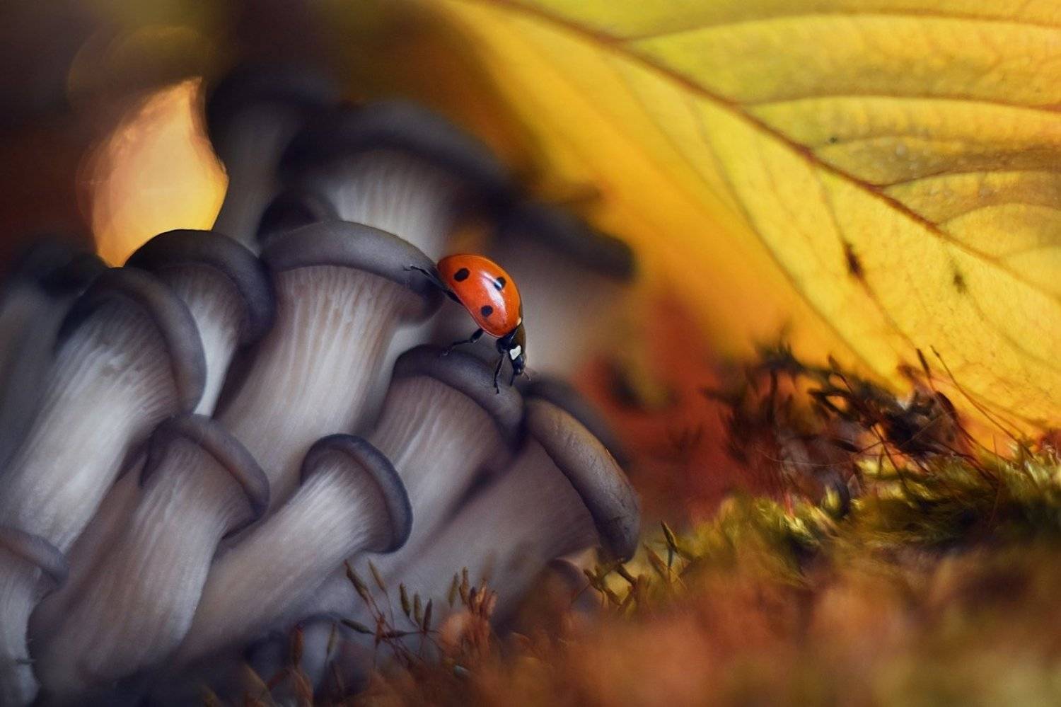 , Лапшина Владлена