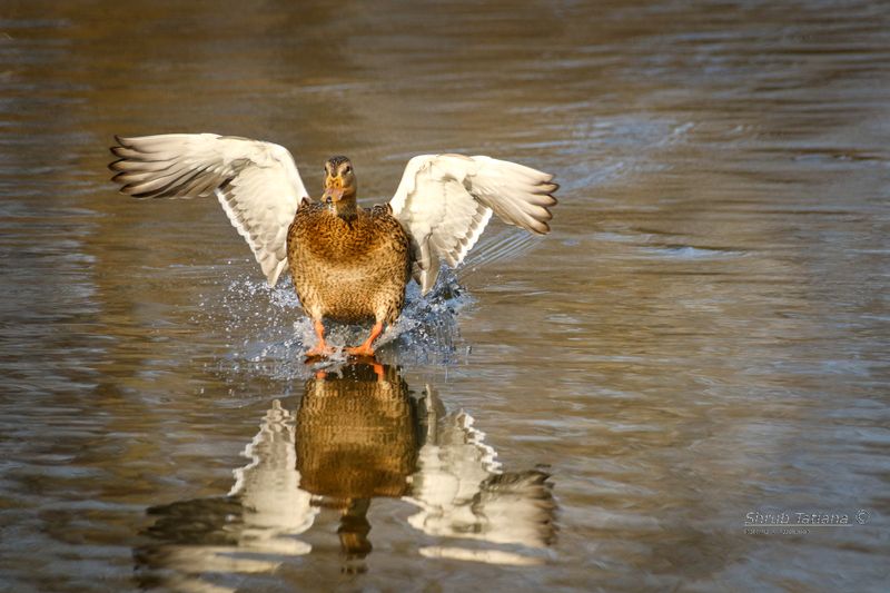 птицы, утка, озеро, вода, крылья На посадку фото превью