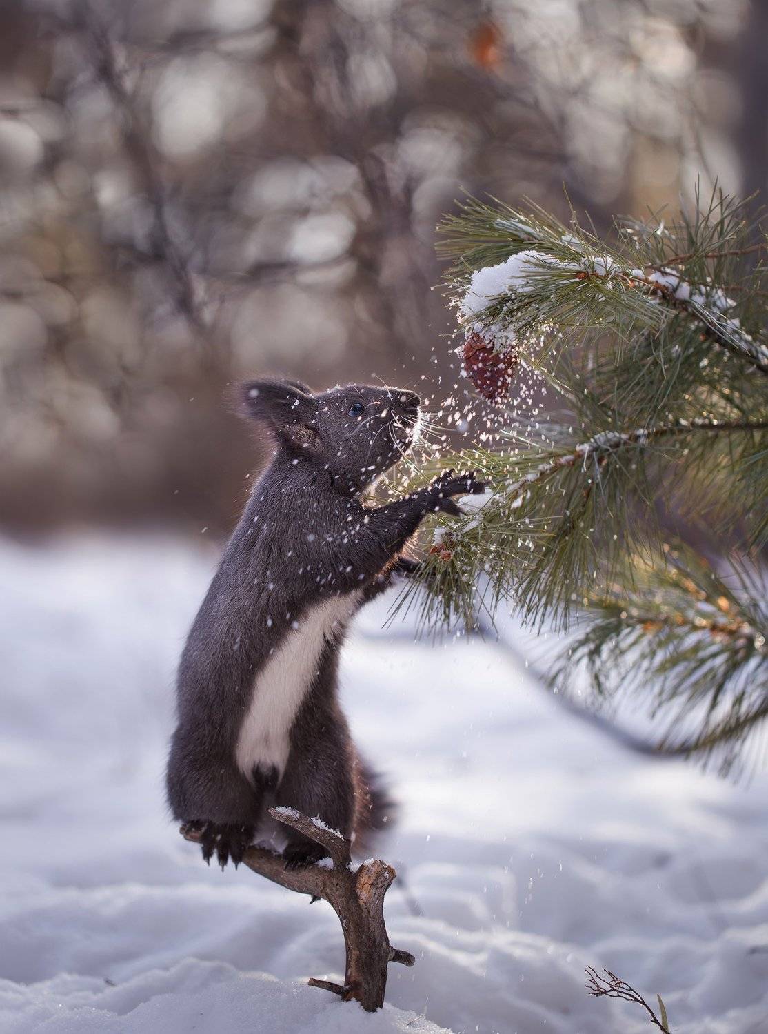 якутия, нерюнгри, белка, Евгения Левина
