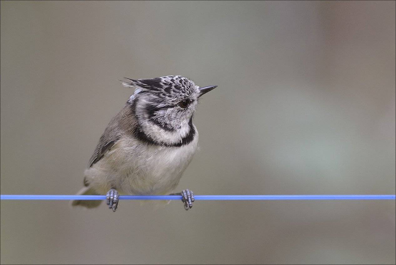 гренадёрка, Андрей Медведев