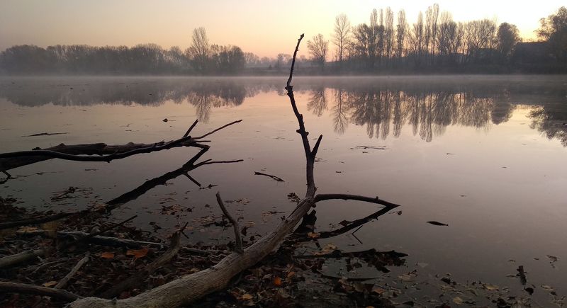 Из жизни деревьев фото превью
