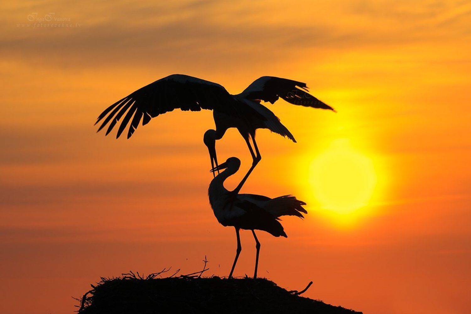 Замок, граф, Латвия, Инга Иванова