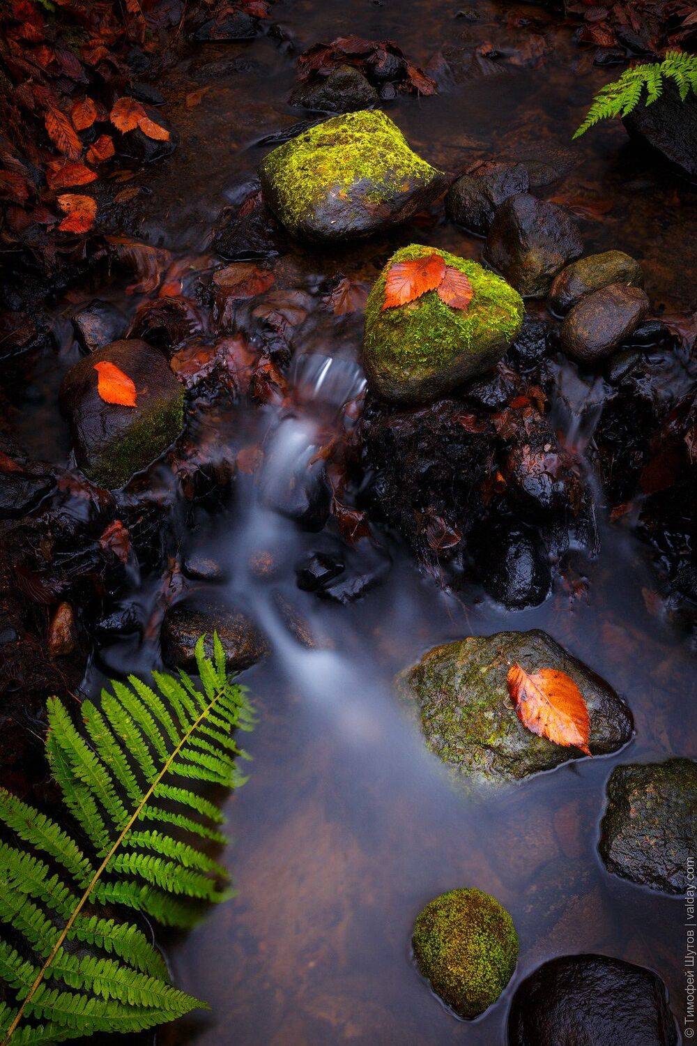 валдай, Тимофей Шутов