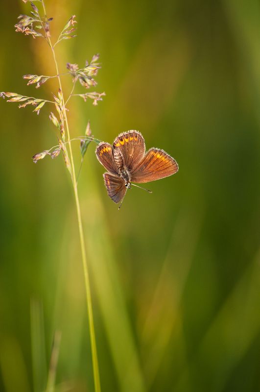 Про бабочек фото превью