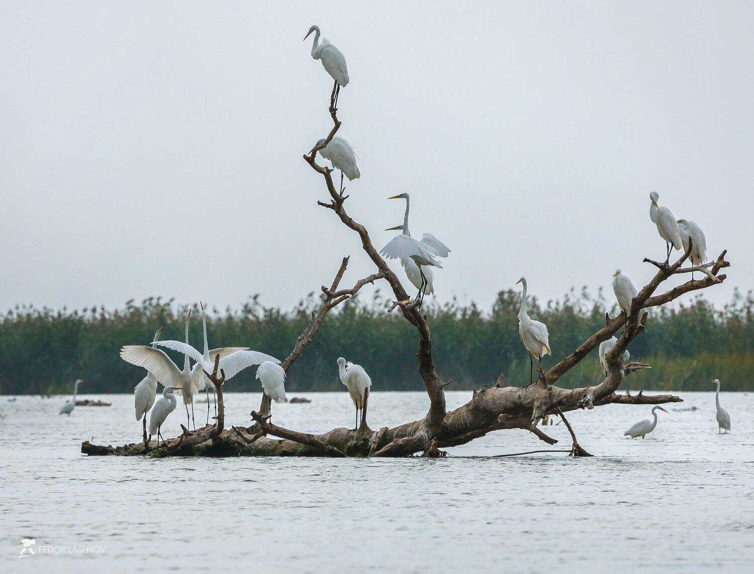 астраханская область, река, вода, волга, заповедник, астраханский государственный биосферный заповедник, осень, птица, цапля, дикая природа, коряга, дерево,, Лашков Фёдор