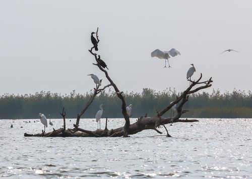 Серия «Отдых на коряге»