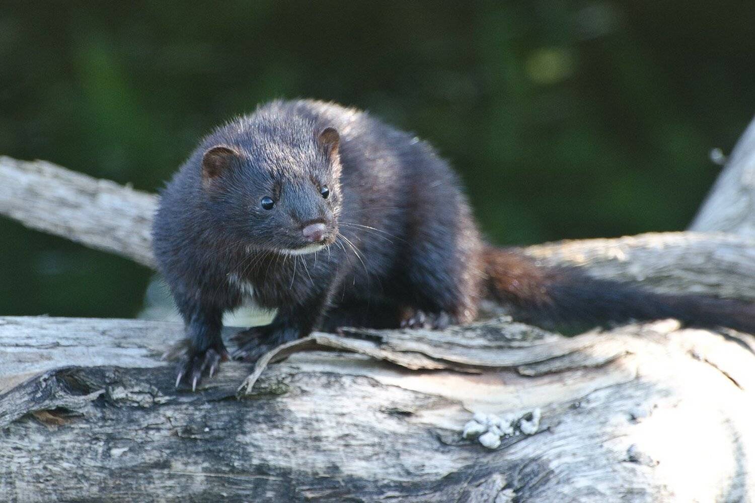 норка американская, Михаил Агеев