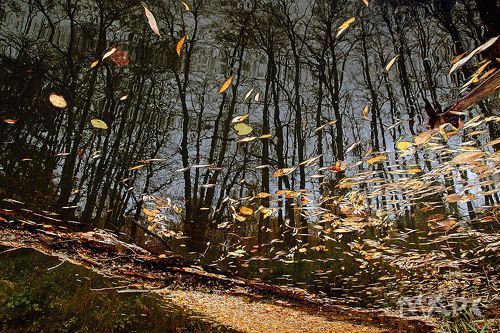 Осень в реке