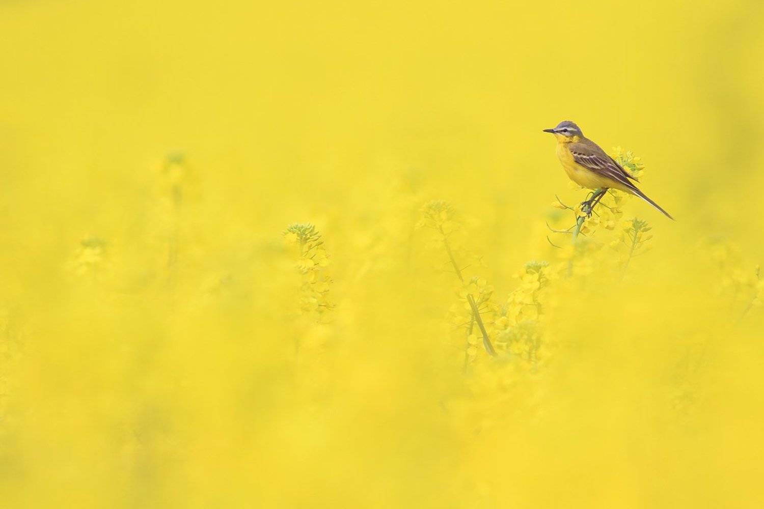 bird,yellow,wildlife,nature,color,beautiful,scene,fields,scenery,spring,wild,beauty,sunny,birds,natural, Piotr G&oacute;rny
