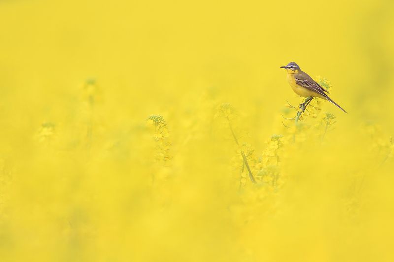 bird,yellow,wildlife,nature,color,beautiful,scene,fields,scenery,spring,wild,beauty,sunny,birds,natural The Yellow Realm of Yellow Wagtail фото превью