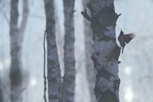 Wings of the Forest