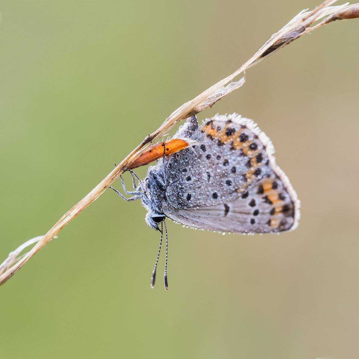 природа, макро, насекомые, бабочки, голубянка, утро, роса, капельки, Александр Земляной