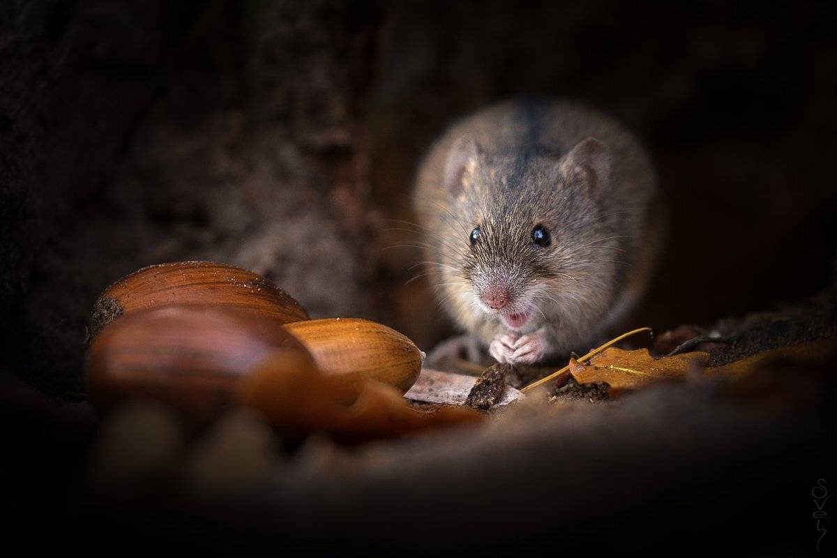 полевая мышь, полёвка, Байбекова Светлана