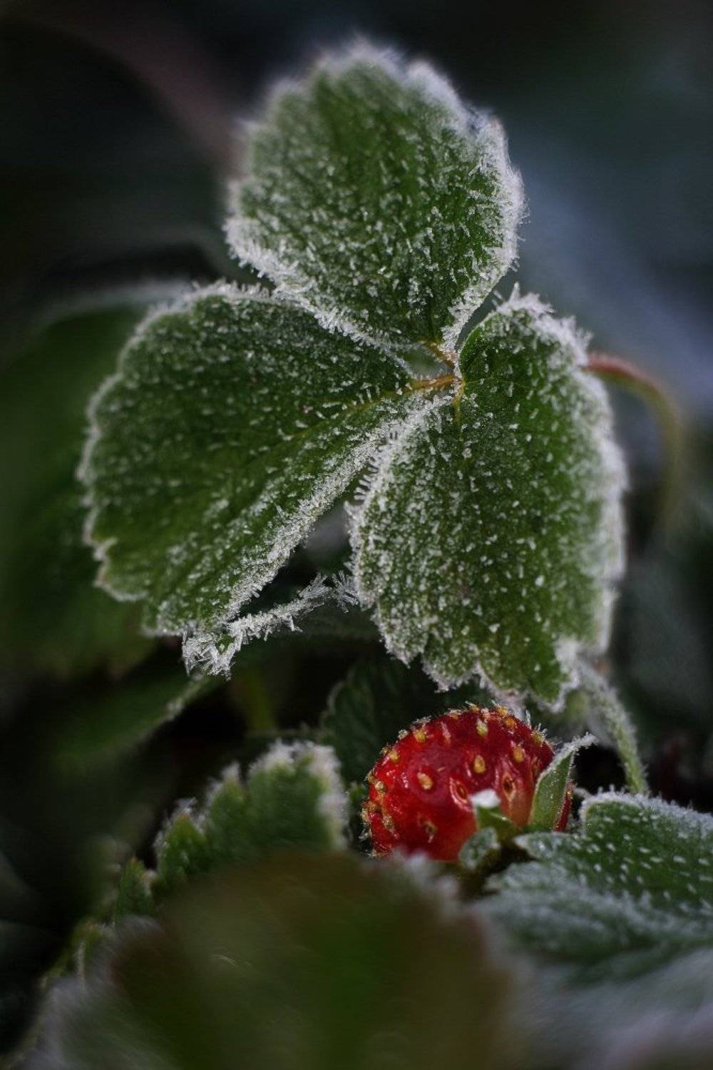 осень иней мороз клубника утро, Петриченко Валерий