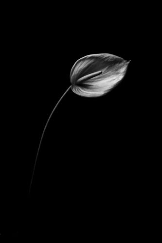 form of flowers