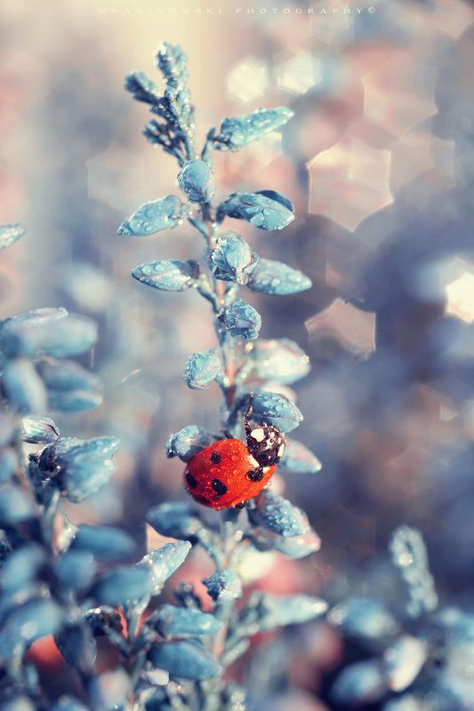 ladybird blue heather ladybug biedronka flower macro m42 bokeh star volna Ladybird on blue heather фото превью