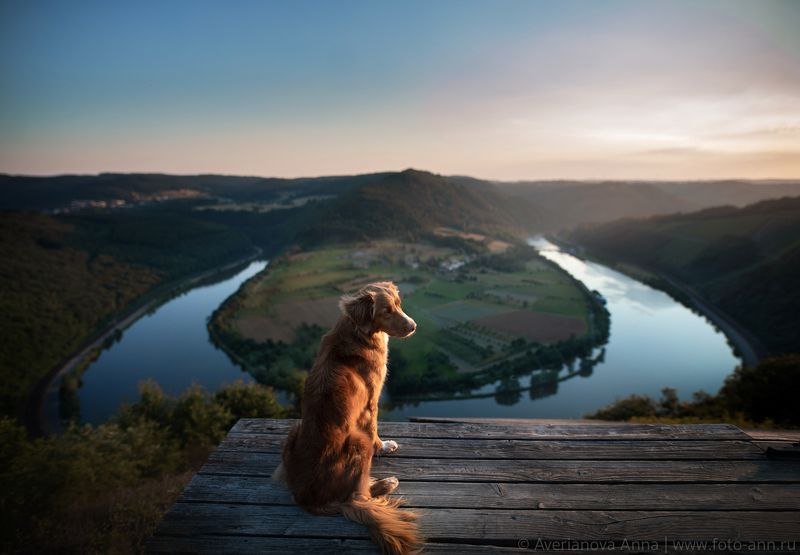 собака, природа, река  фото превью