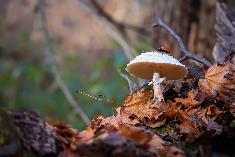 В глубинке леса фото превью