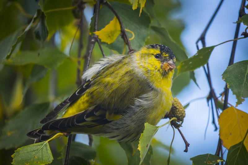 Чижик фото превью