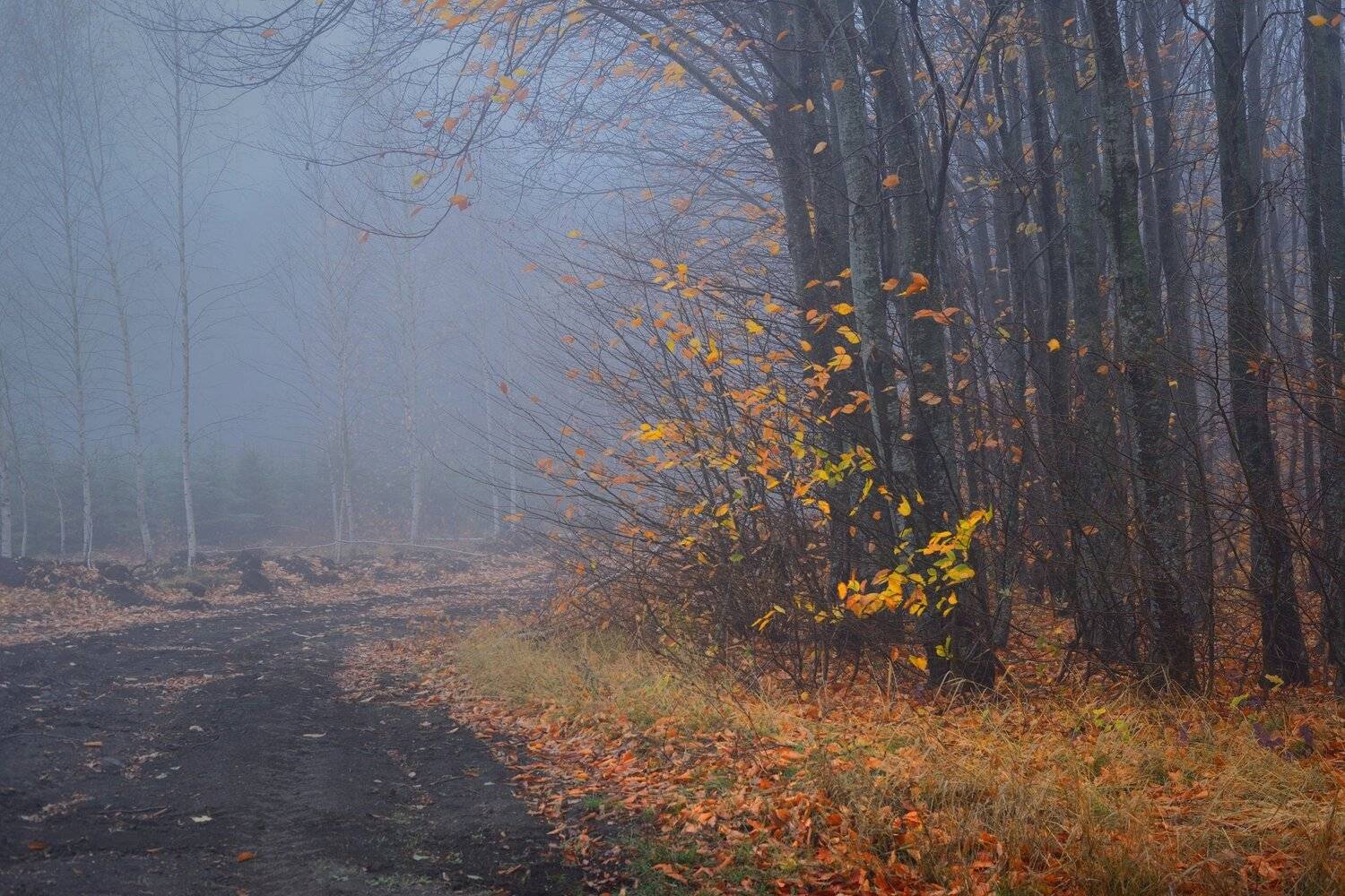 осень рассвет лес листва туман, Александр Жарников