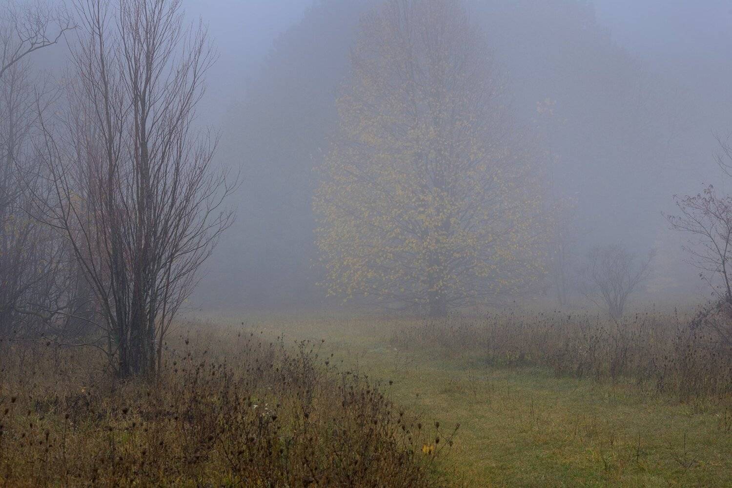 осень рассвет лес листва туман, Александр Жарников