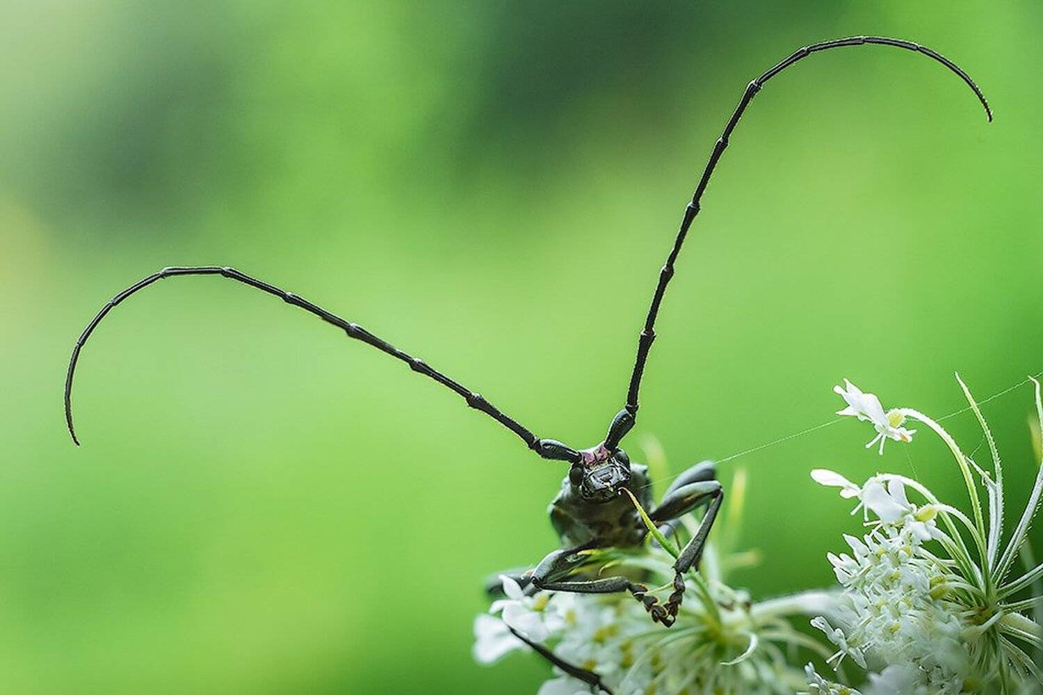 macro,макро, Евгений Лукашук