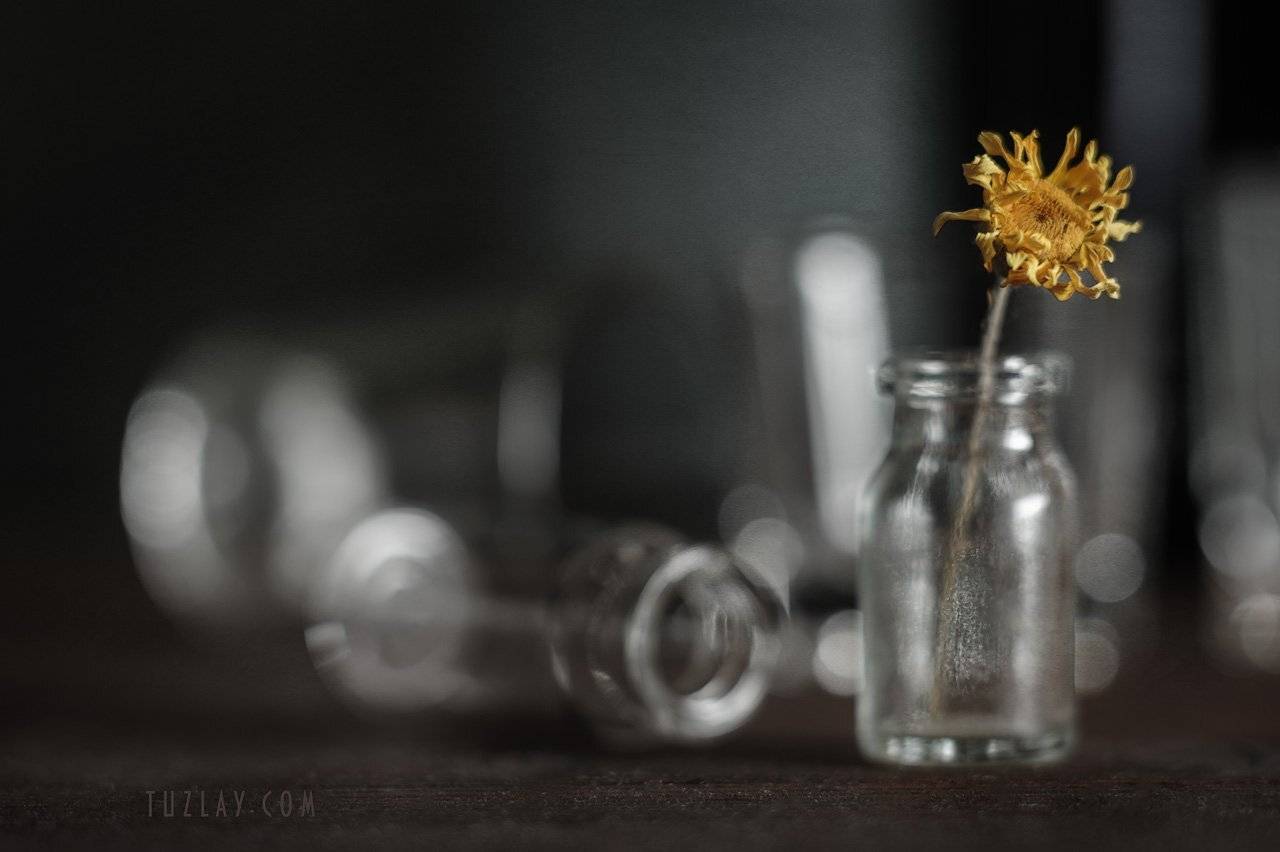 пупавка, пузырьки, лето во флаконе, Владимир Тузлай