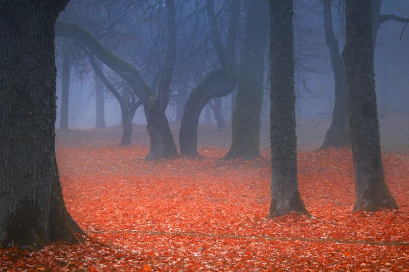 Осень, золотая осень - тени и туман фото превью