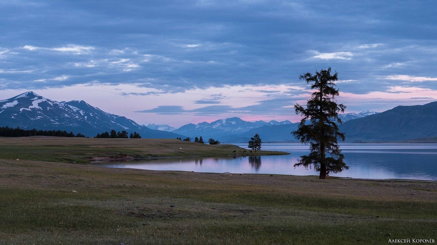 монголия, горы, алтай, рассвет, озеро, дерево, природа, пейзаж, лето, mongolia, mountains, altai, dawn, lake, tree, nature, landscape, summer, Алексей Королёв