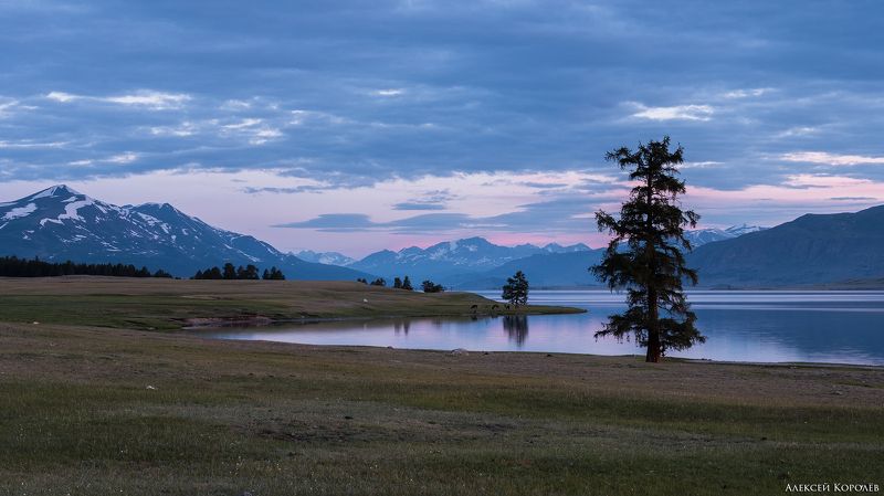 монголия, горы, алтай, рассвет, озеро, дерево, природа, пейзаж, лето, mongolia, mountains, altai, dawn, lake, tree, nature, landscape, summer Озеро Хотон-Нуур фото превью